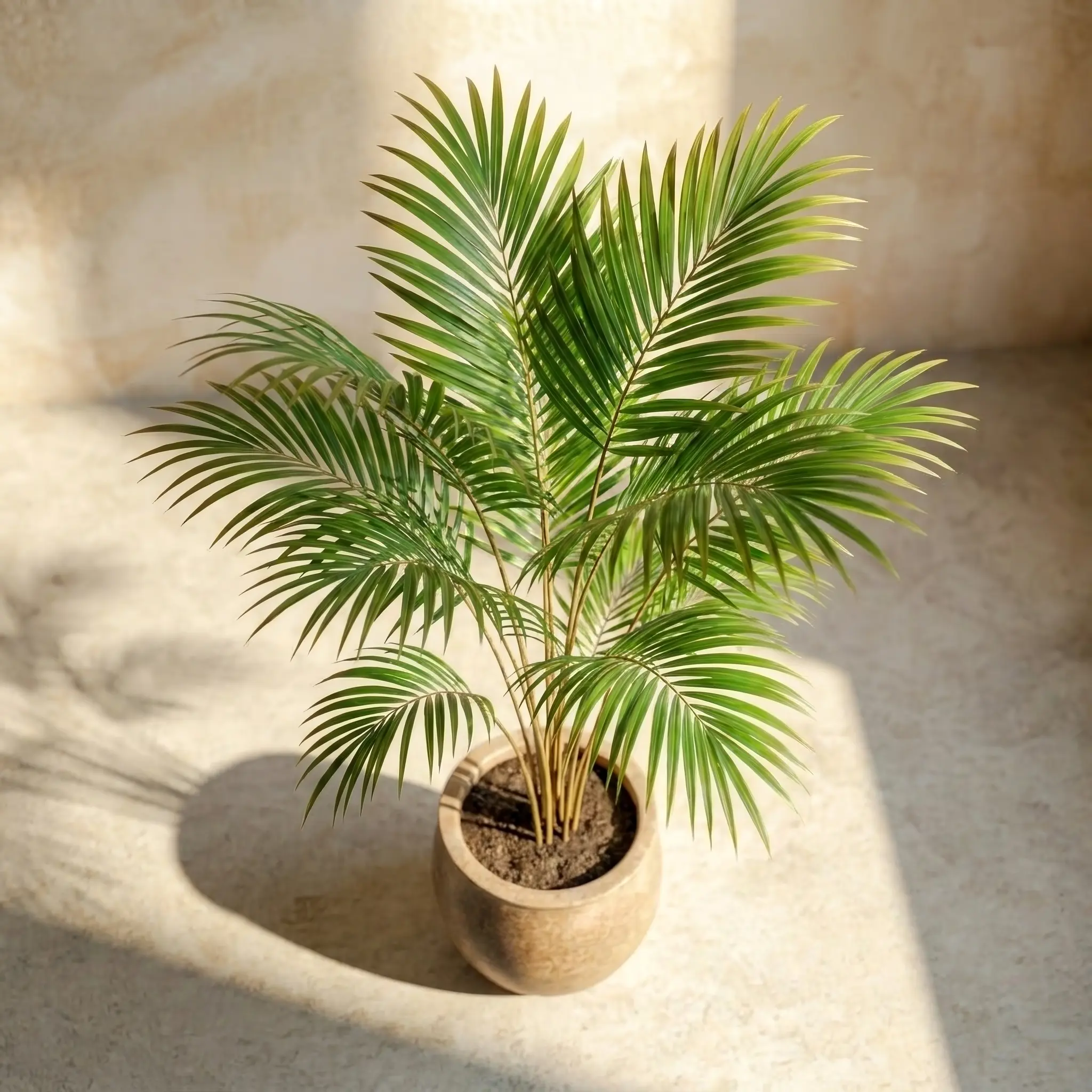 Areca Palm Plant 1 Image