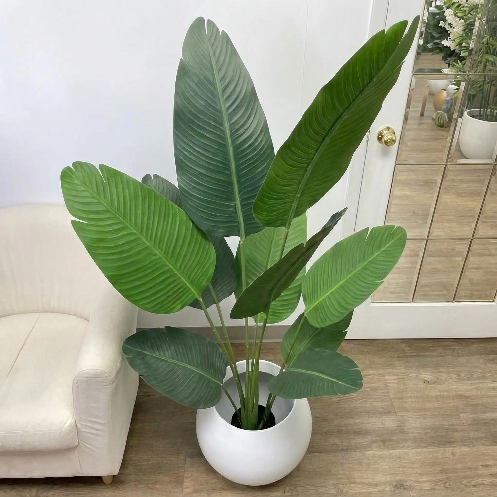 Bird of Paradise Plant 1 Image