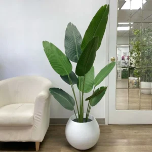 Bird of Paradise Plant Image