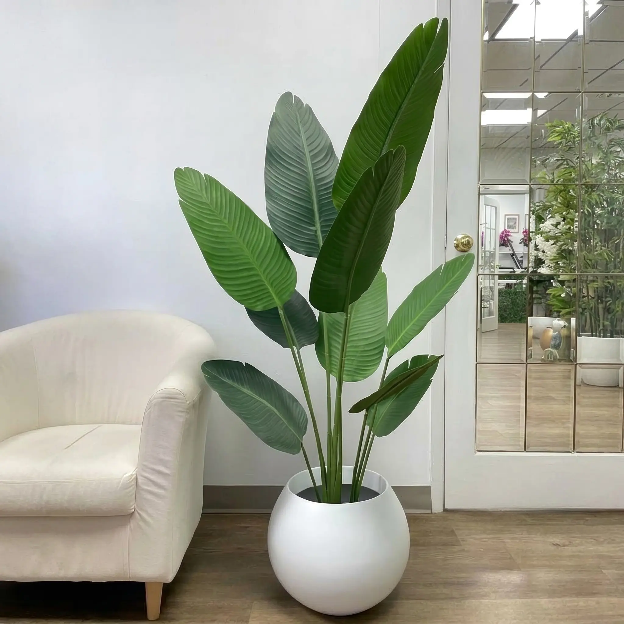 Bird of Paradise Plant Image